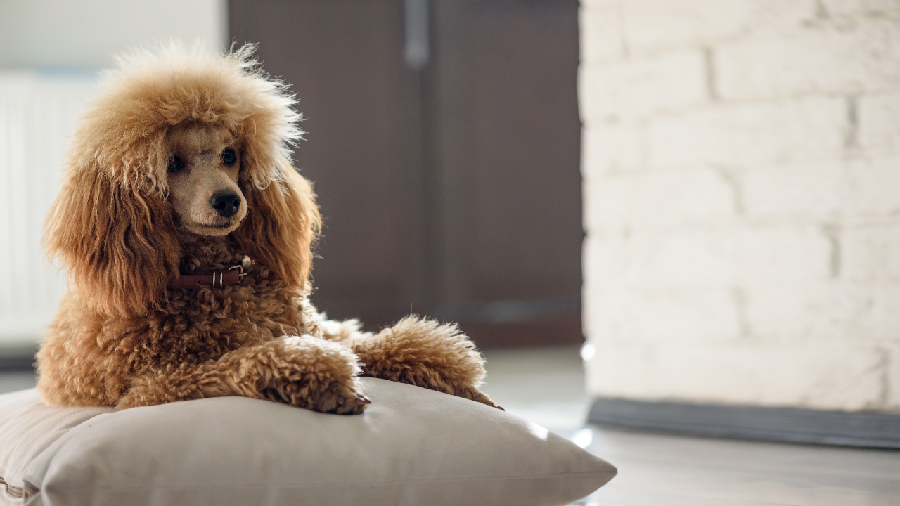 ทำนายฝันเห็นสุนัข 1 ตัว เห็นสุนัขหลายตัว มีเกณฑ์ได้รับโชคจริงหรือไม่