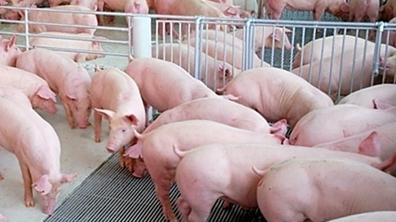 กลุ่มผู้เลี้ยงสุกรรายย่อยภาคใต้หารือ ปธ.เกษตร "เพื่อไทย" หาทางแก้ราคาหมูตกต่ำ