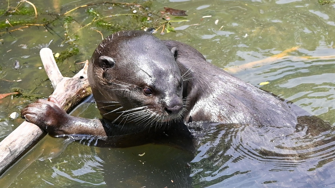 นากป่าในสหรัฐฯ ดุ ไล่กัด นทท. สาวบาดเจ็บ 3 ราย