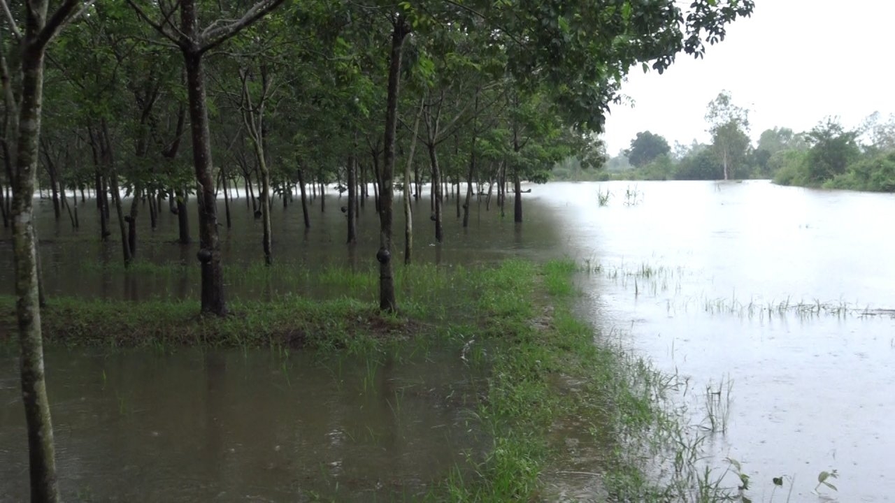 บึงกาฬน้ำท่วมกระจาย 8 อำเภอ พื้นที่เกษตรทั้งนาข้าวและสวนยางจมแล้ว 8,000 ไร่