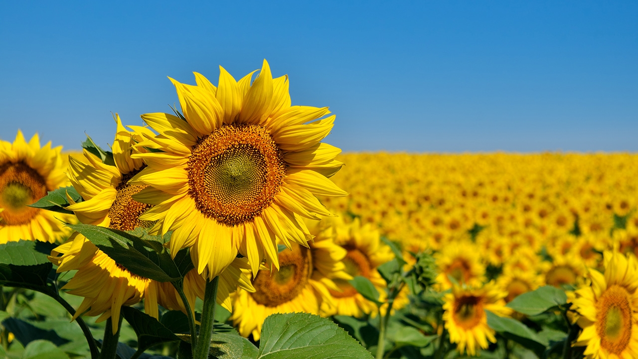 ของขวัญสุดพิเศษ