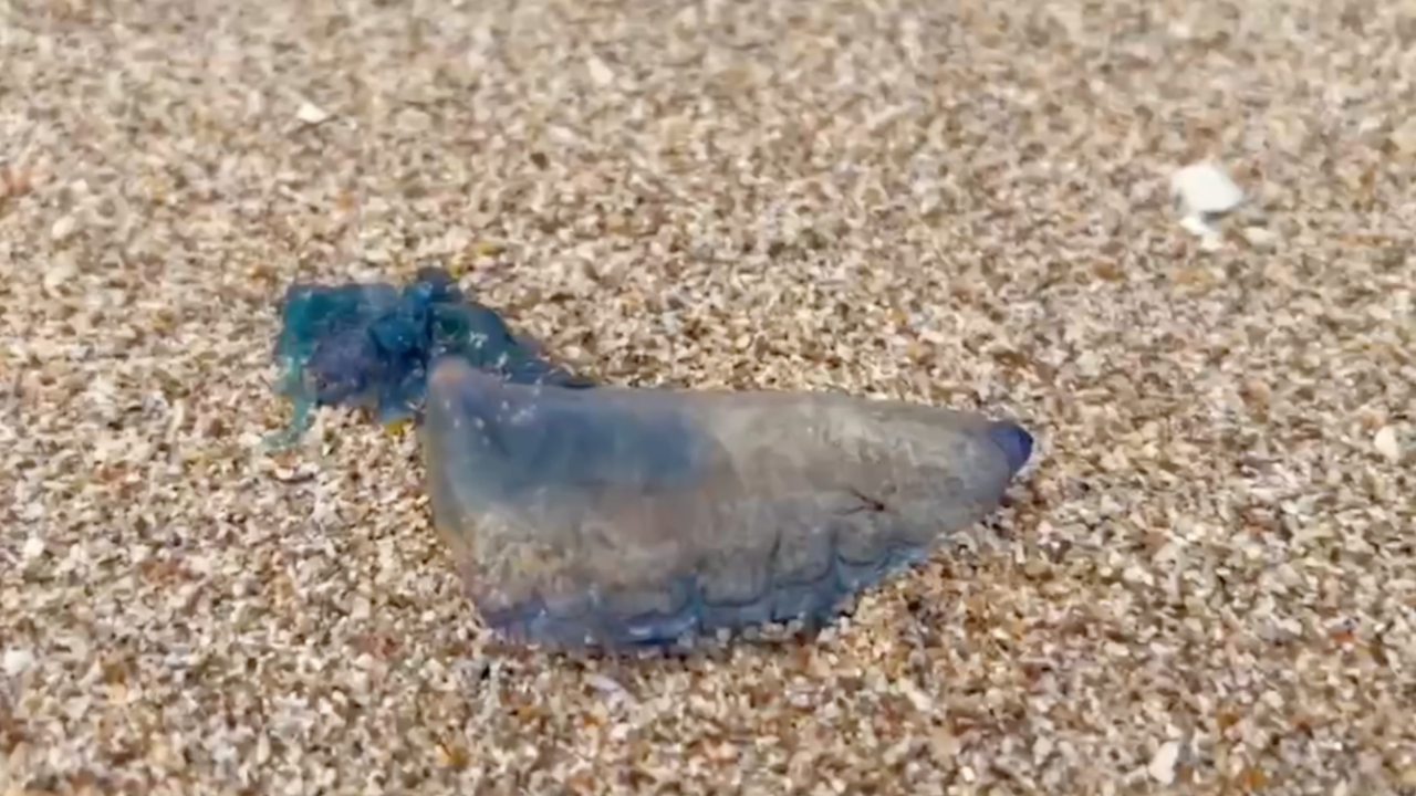 เตือน นทท. หลีกเลี่ยงการเล่นน้ำทะเล หลังพบ "แมงกะพรุนไฟเรือรบโปรตุเกส"