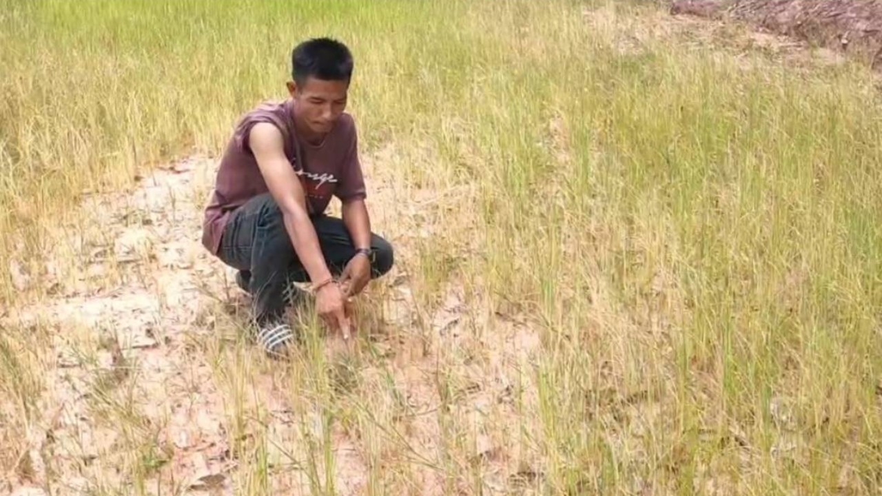 โคราชฝนทิ้งช่วงนาน นาข้าวที่บัวใหญ่ยืนต้นตาย ชาวนาจำใจตัดไปให้วัว-ควายกิน