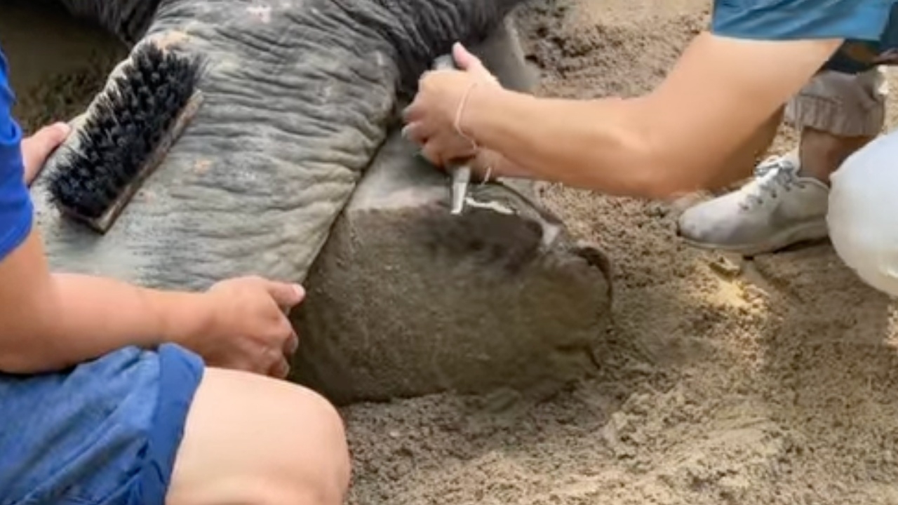 ตัดเล็บเท้า "พลายศักดิ์สุรินทร์" ยืนบนพื้นแข็งนานทำเล็บบิดเบี้ยว ติดเชื้อรา