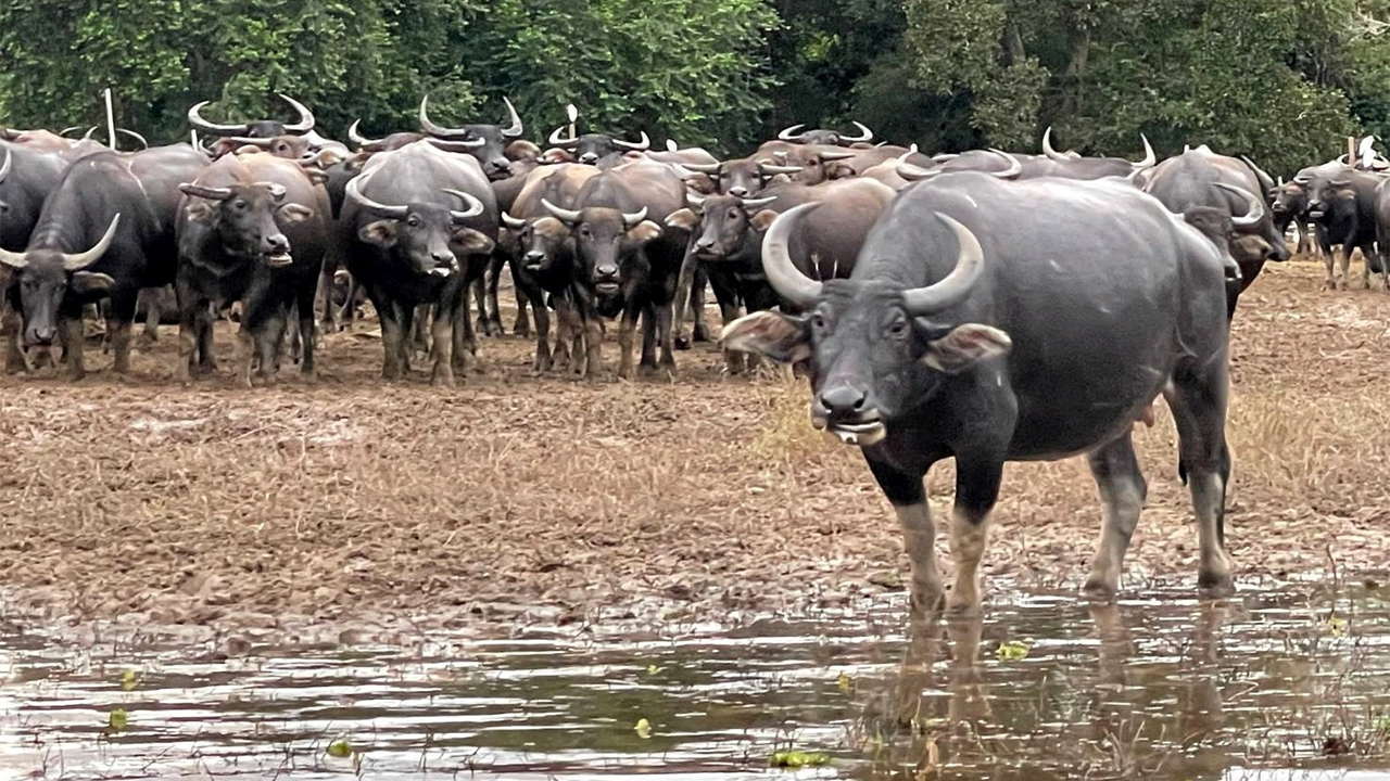 อนุรักษ์ควายไล่ทุ่ง ดีกว่าเก็บเงินฝากแบงก์