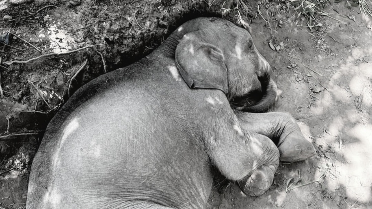 สุดเศร้า "พลายตุลา" ลูกช้างป่าพลัดหลง ตายแล้ว