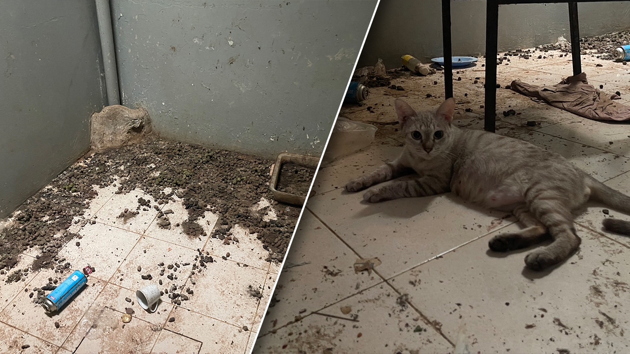 วอชด็อกบุกช่วย แมว 19 ตัว ถูกทิ้งในบ้าน "ขี้" เกลื่อนพื้นเหม็นคลุ้ง