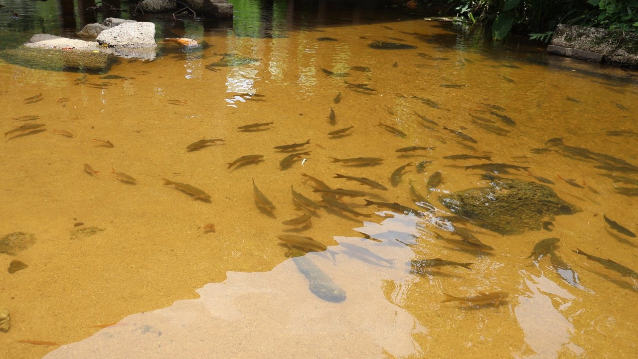 旺赛村村民粉红锑鱼的保护自然现在很难找到