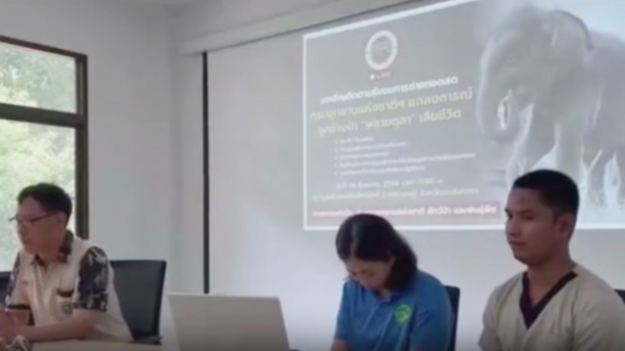 อาลัย "พลายตุลา" ป่วยทรมานแรมปี สิ้นลมอย่างสงบ วัยเพียง 10 เดือนเศษ