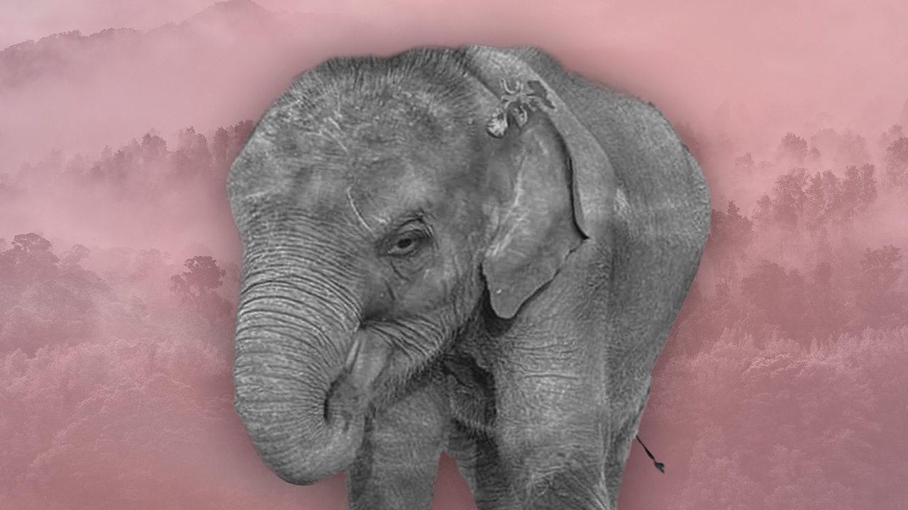 ไทม์ไลน์ 10 เดือน "ตุลา" ลูกช้างป่ากำพร้า จนถึงวันสิ้นลม 