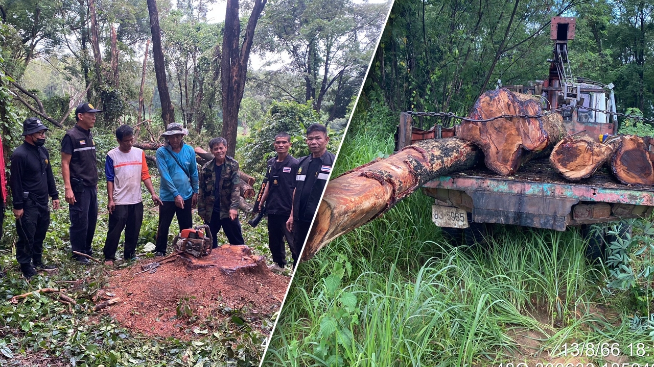 加拉信再次出现，非法砍伐红木位于东门国家森林保护区听从资本家的命令。