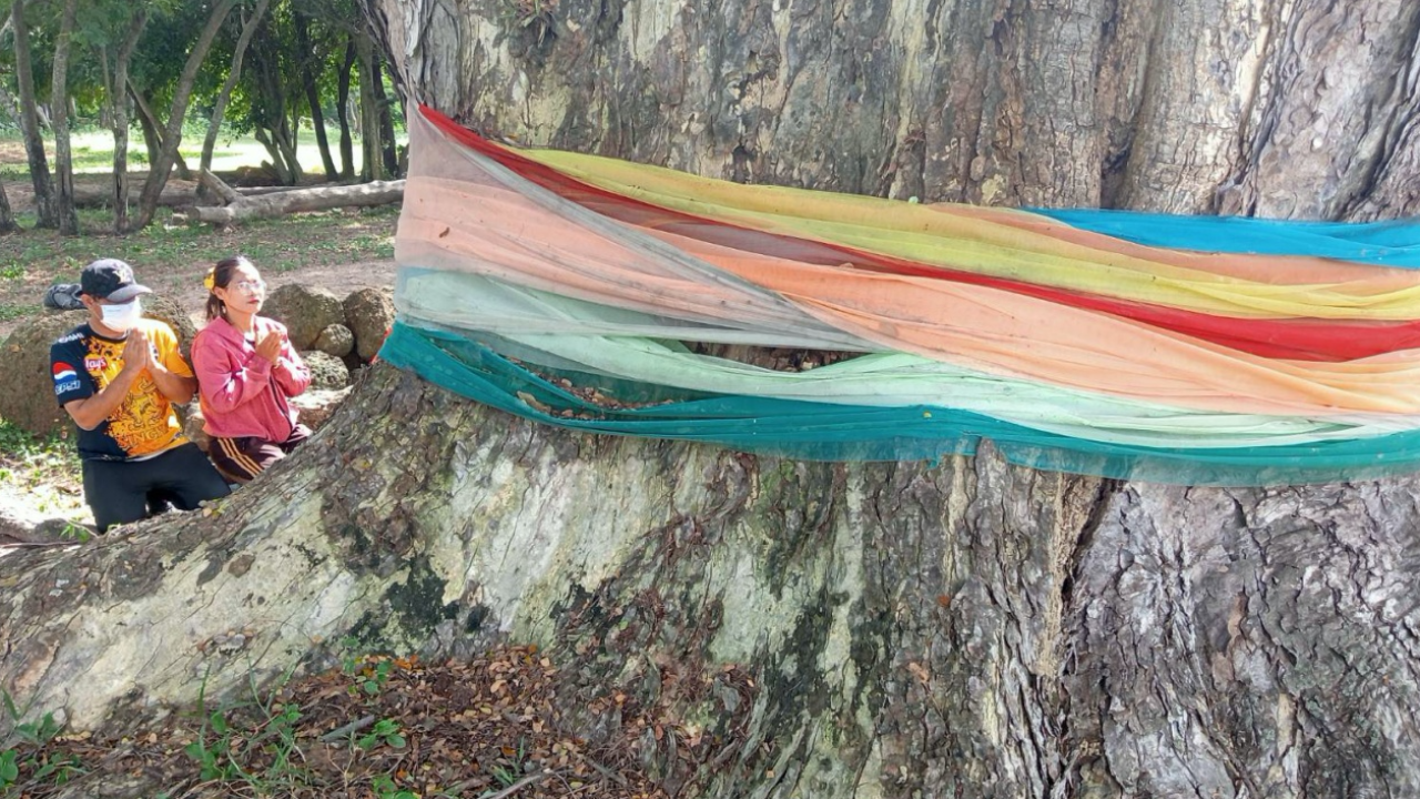 ชาวบ้านพึ่งผีป่า รุกขเทวดา ตามหาไม้พะยูง 100 ปี คดีเงียบส่อมวยล้ม 