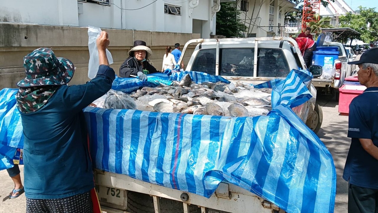 เกษตรกรเลยเศร้า ปลานิลกระชังน้ำโขง น็อกตายเป็นเบือ ตัดใจขายถูกข้างศาลากลาง