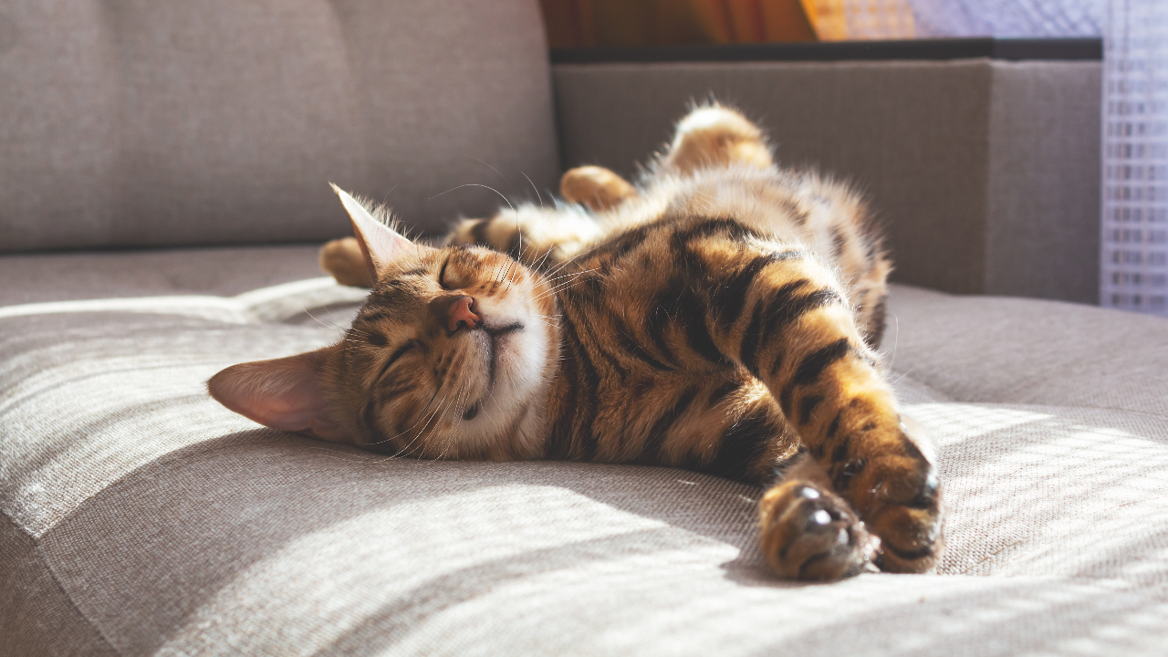 10 ท่านอนแมวบอกอะไร ส่องท่านอนแมวป่วย ความหมายที่ทาสแมวควรรู้