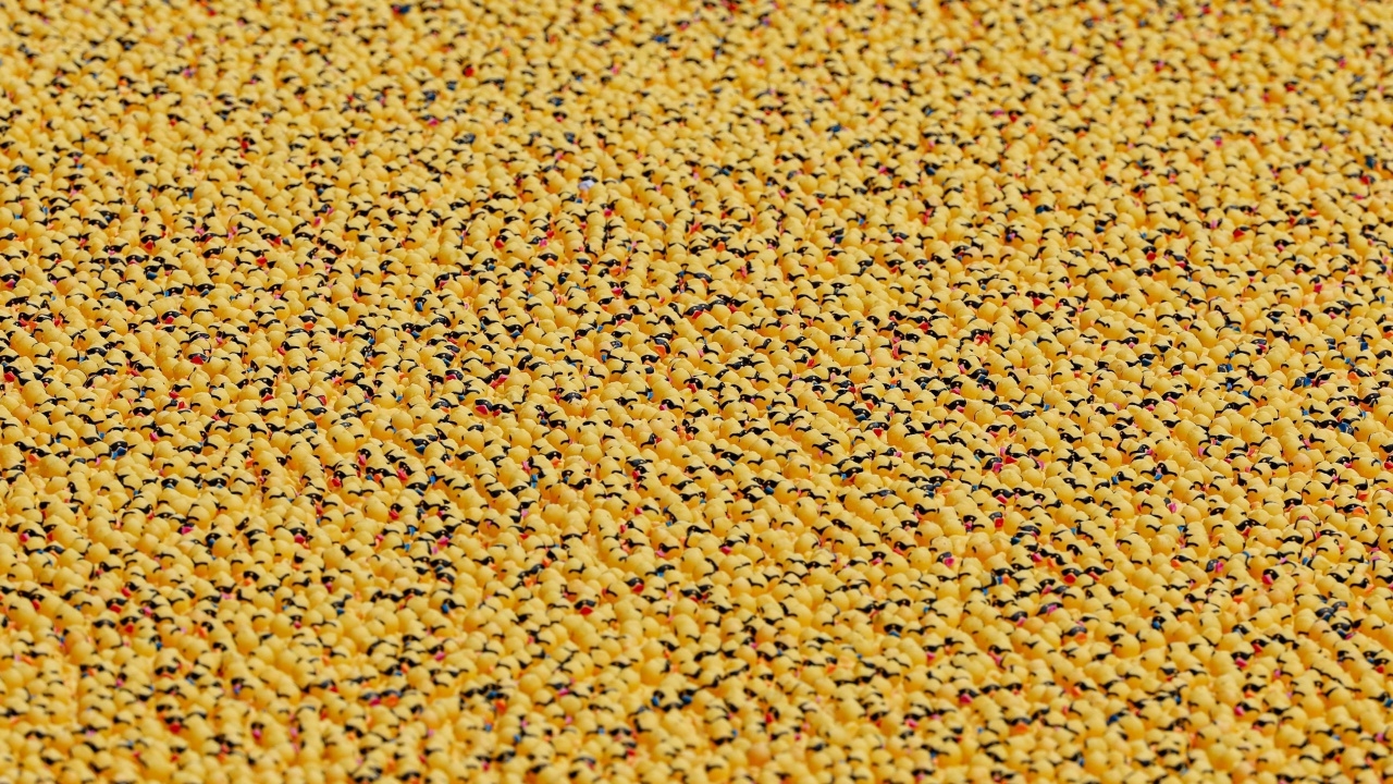 ชาวชิคาโกแตกตื่นเป็ดเหลืองนับหมื่นลอยเต็มแม่น้ำ (คลิป)