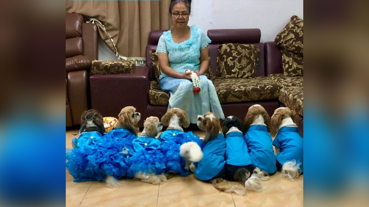 คลิปไวรัลสุดอบอุ่น "แก๊งสี่ขา" สวมชุดธีมสีฟ้า เอาพวงมาลัยมาไหว้คุณแม่