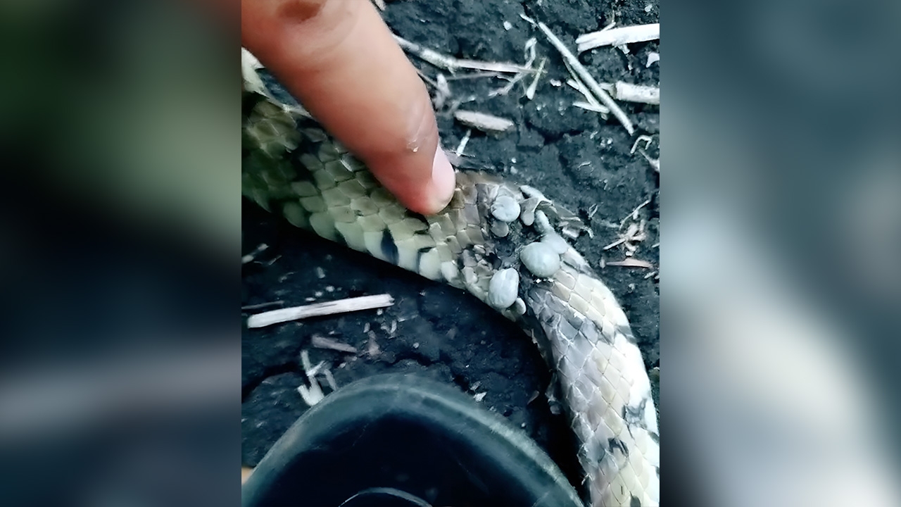 หนุ่มเห็นงูสิงโดนเห็บเกาะเต็มตัว ใจดีเอาออกให้ บอกสงสารจนปล่อยผ่านไม่ได้