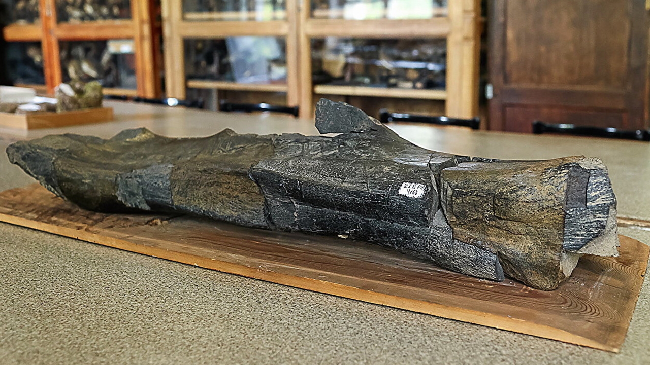 ซากแฮโดรซอร์ชี้ชูคอตคาในรัสเซียเคยอุ่น