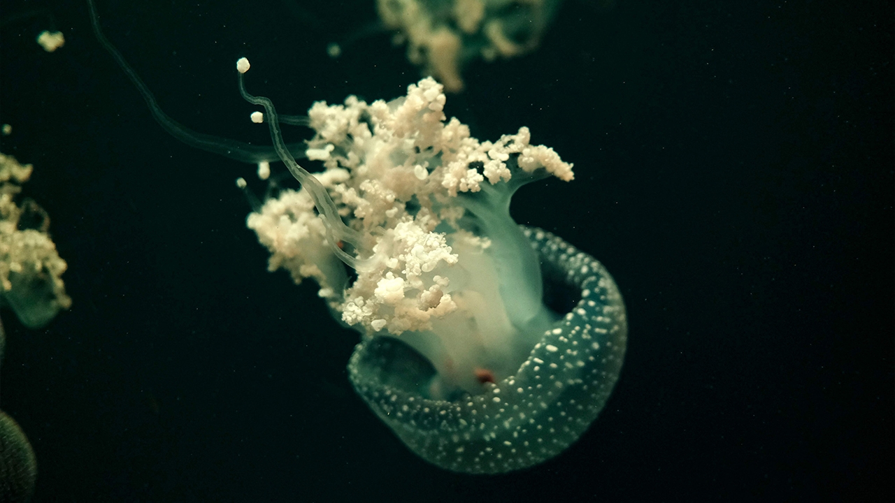 อาจเป็นสายพันธุ์ แมงกะพรุนเก่าแก่ที่สุด