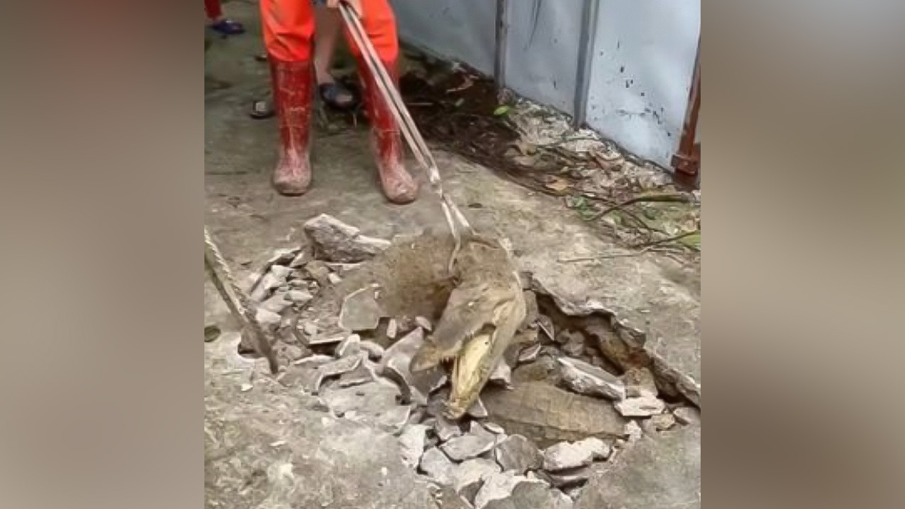 สุดช็อก นาทีจระเข้ไซส์เป้ง 3 ตัว โผล่พรวดจากรอยแตกถนนในอินเดีย (คลิป)