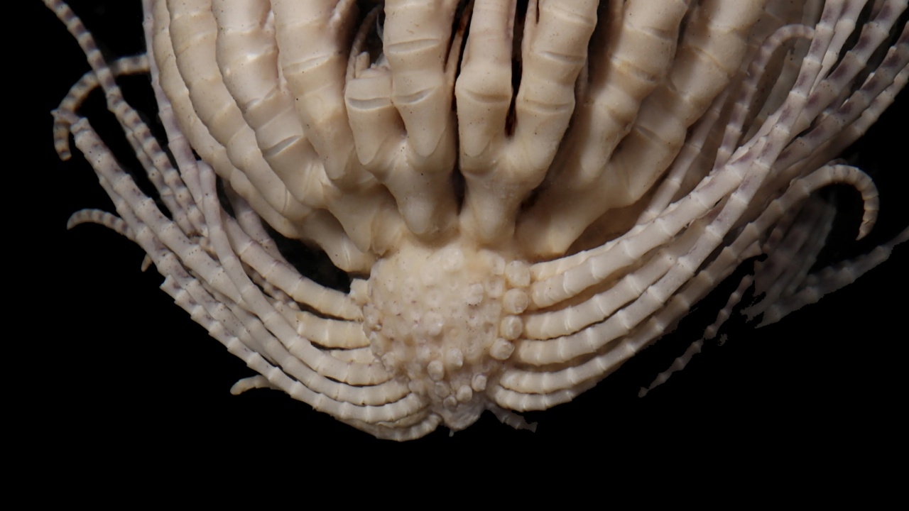 พบสิ่งมีชีวิตสายพันธุ์ใหม่คล้ายสตรอว์เบอร์รี มีแขน 20 ข้าง ในทะเลแอนตาร์กติก