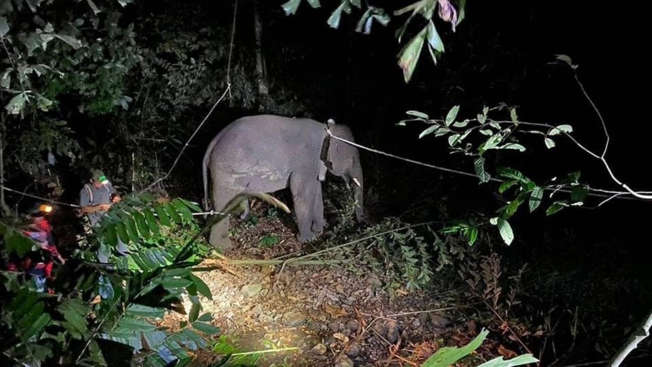 ชาวบ้านเมืองคอนเฮ จับช้างป่าเกเร "พลายไข่นุ้ย" ได้แล้ว จ่อย้ายออกนอกพื้นที่