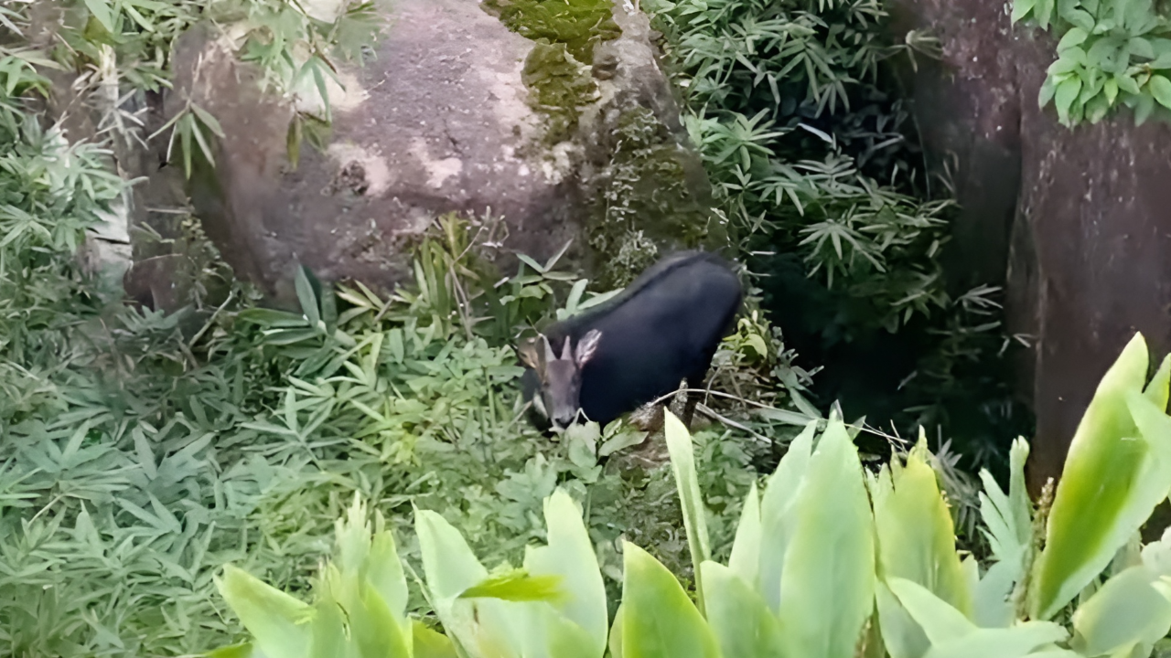อุดมสมบูรณ์ พบ "เลียงผา" สัตว์ป่าหายากบนเทือกเขาสระบาป อุทยานฯ น้ำตกพลิ้ว
