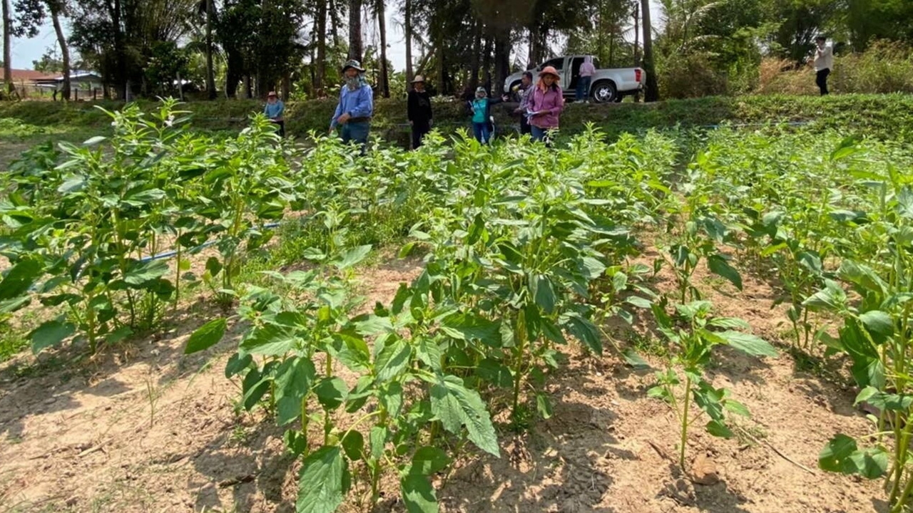 ปลูกงาอินทรีย์/GAP เติมรายได้หลังนา