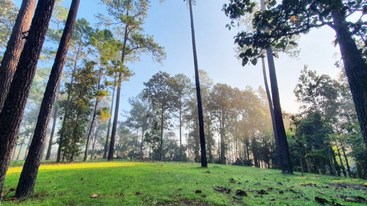 สดชื่นเต็มปอดที่ "ป่าสนพันปี" อ.กัลยาณิวัฒนา ผืนใหญ่ที่สุดในเอเชียตะวันออกเฉียงใต้