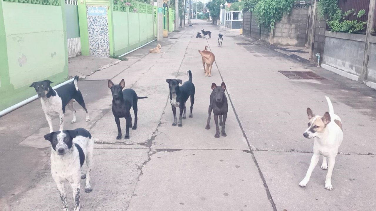 ชาวบ้านอุทัยธานี ร้องสื่อโดนหมาขาใหญ่คุมซอย ไม่หลบรถ ทำให้การสัญจรลำบาก