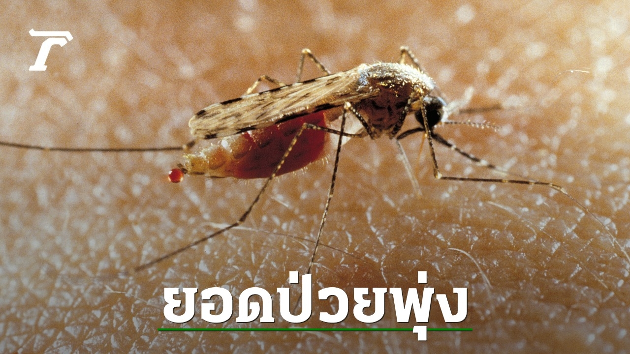 Dengue Fever Cases Reach Critical Levels in Thailand, Prompting Urgent Response from Disease Control Department