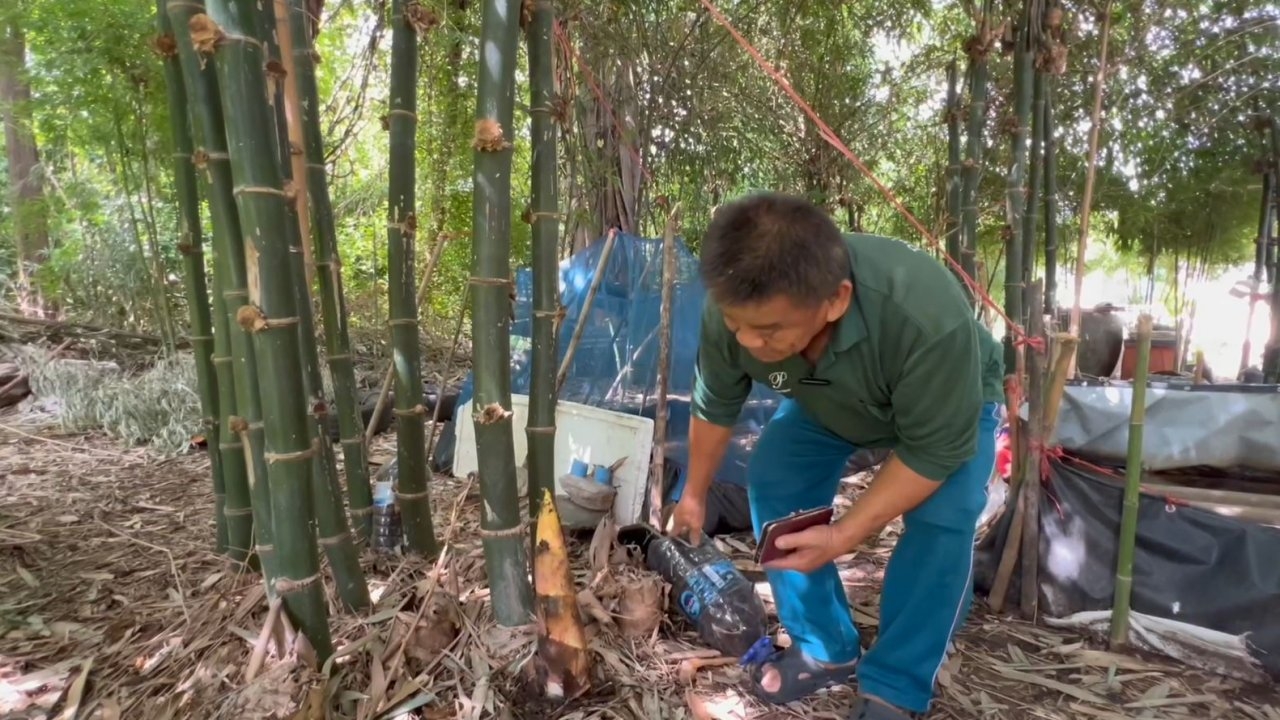 เคล็ดลับของชาวบ้านโนนแต้ ปลูกหน่อไม้กิมซุงให้สวย รสชาติดี ด้วยการเอาถังครอบ