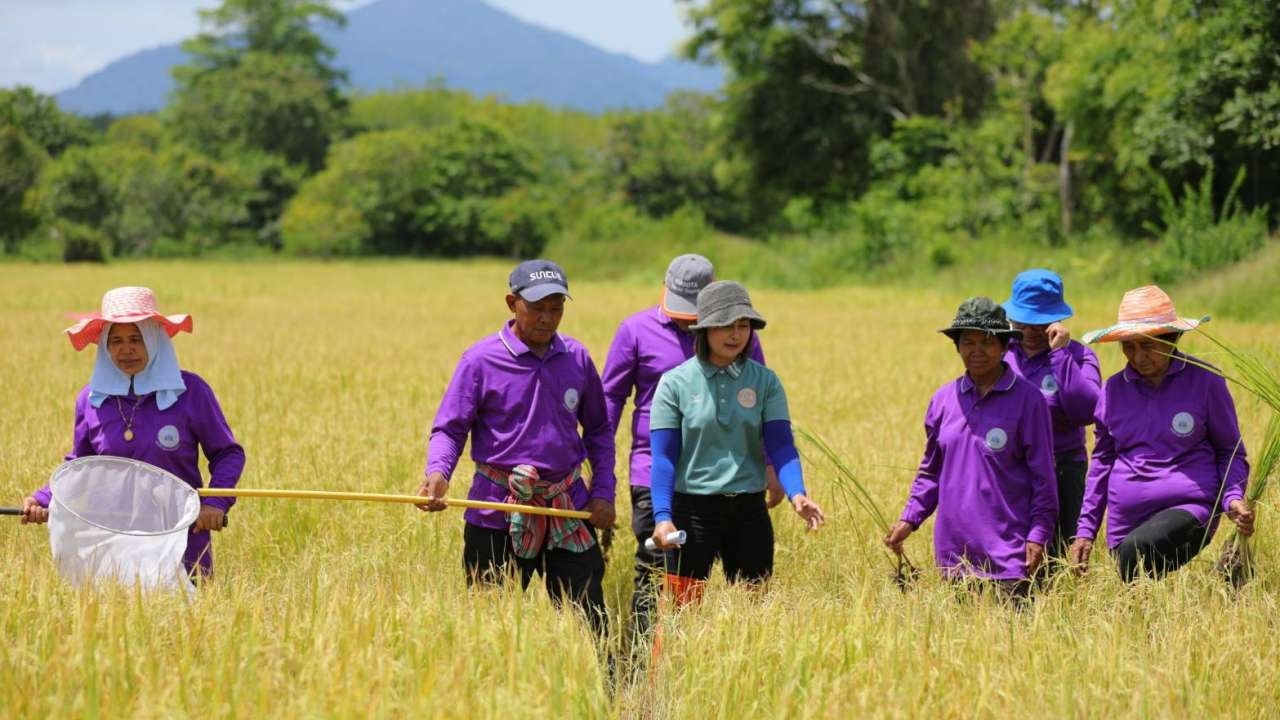 ศมข.พัทลุง ผลักดันเกษตรกรใช้เครื่องจักรกลปลูกข้าว ลดต้นทุน ลดแรงงาน