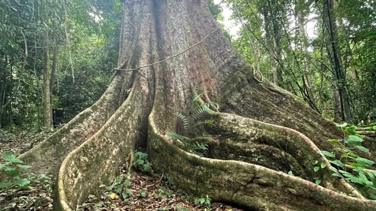 ชมภาพ "ต้นไม้หลุมพอ" ราชาแห่งป่าไม้ใหญ่ ในอุทยานแห่งชาติแก่งกรุง    