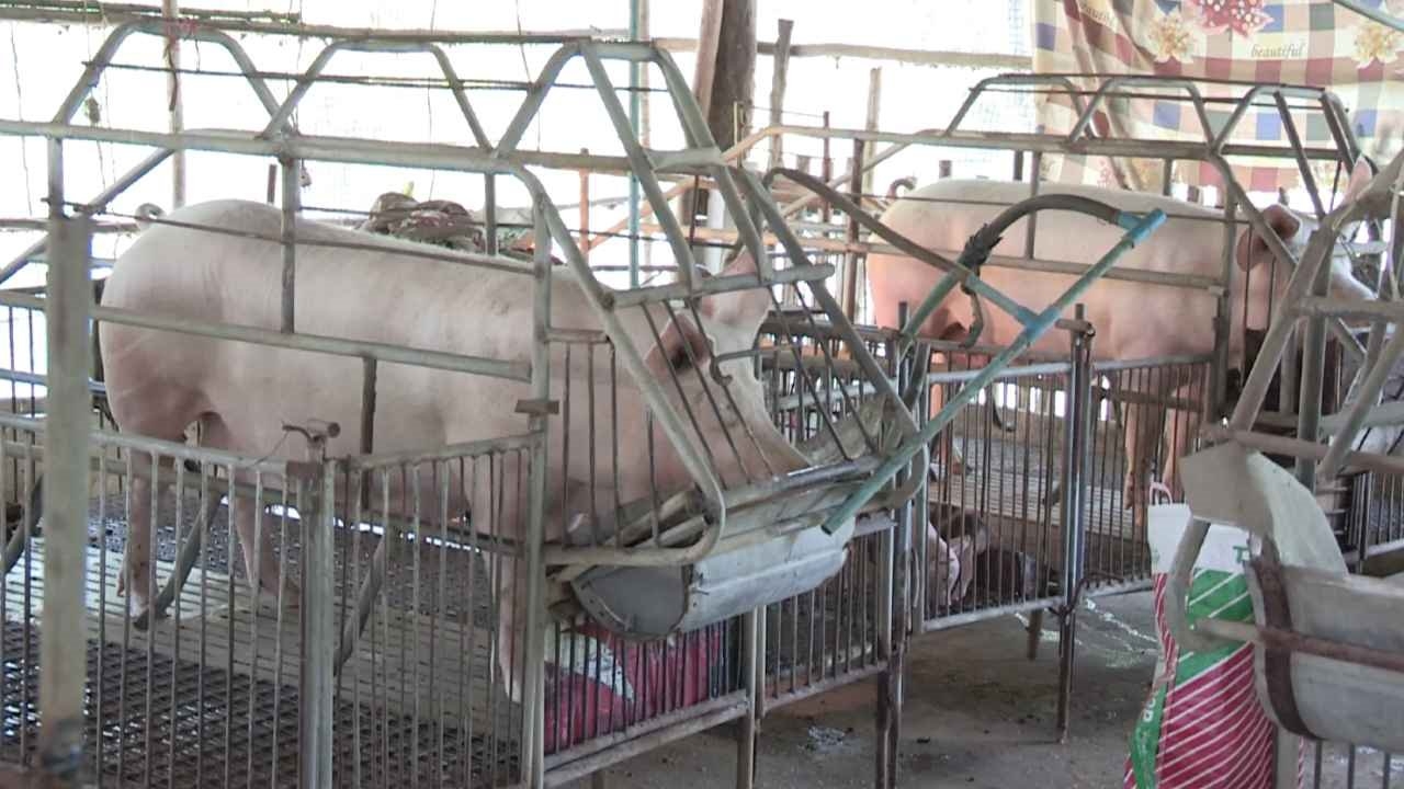 เกษตรกรผู้เลี้ยงสุกรภาคใต้ วอน "ก้าวไกล" เร่งดันแก้ปัญหาราคาหมูร่วงเข้าสภาฯ