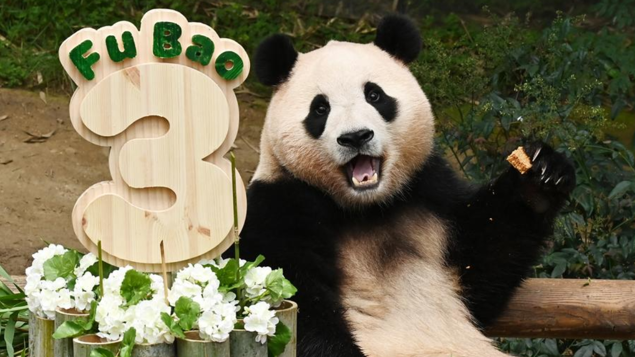 แพนด้า "ฝูเป่า" ขวัญใจชาวเกาหลีใต้ ฉลองวันเกิดครบ 3 ปี