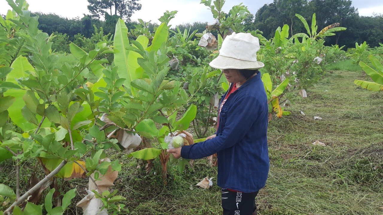 เกษตรกรหนองคายหันมาปลูก ฝรั่งกิมจู-หงเป่าสือ พืช ศก.ตัวใหม่ ส่งขายเพื่อนบ้าน