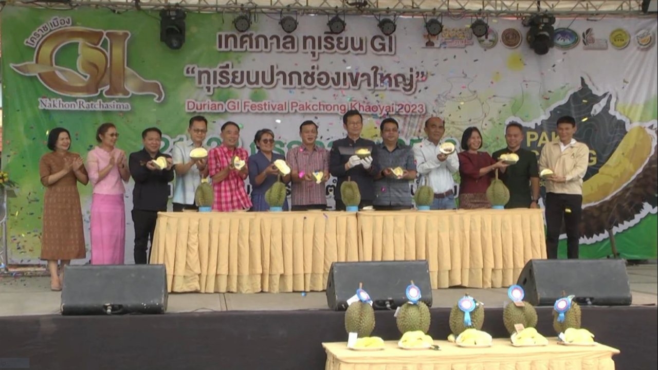 เริ่มแล้วงานทุเรียนปากช่องที่เขาใหญ่ มาชิมทุเรียน GI กรอบนอกนุ่มใน กลิ่นไม่แรง