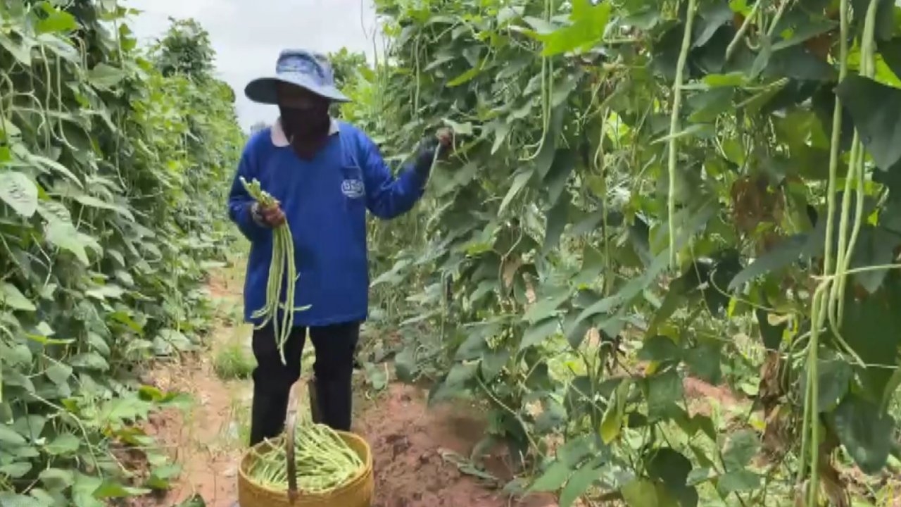 ชาวนาโคราชฮึดสู้ภัยแล้ง ปลูกพืชใช้น้ำน้อยหมุนเวียน ทำเงินเดือนละกว่า 3 หมื่น