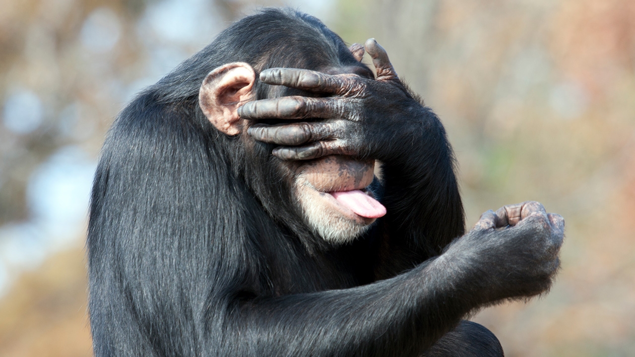 ลิงล้างหู