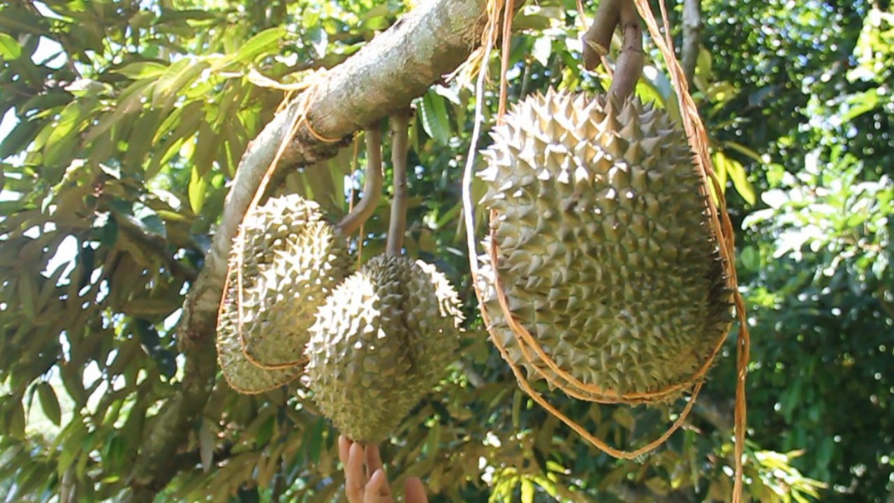 ของดีจากอุดรฯ "ทุเรียนนายูง" สวนลุงเส็งออกแล้ว มี GAP การันตีลูกค้าจองกันข้ามปี