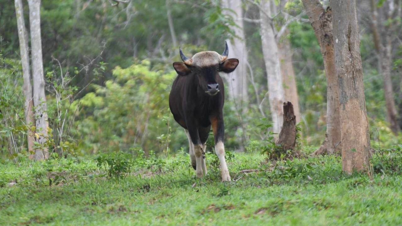 กรมอุทยานฯ ชี้แจงสาเหตุ "กระทิงตาบอด"  ไม่ได้เกิดจากฉี่ "หมาใน"