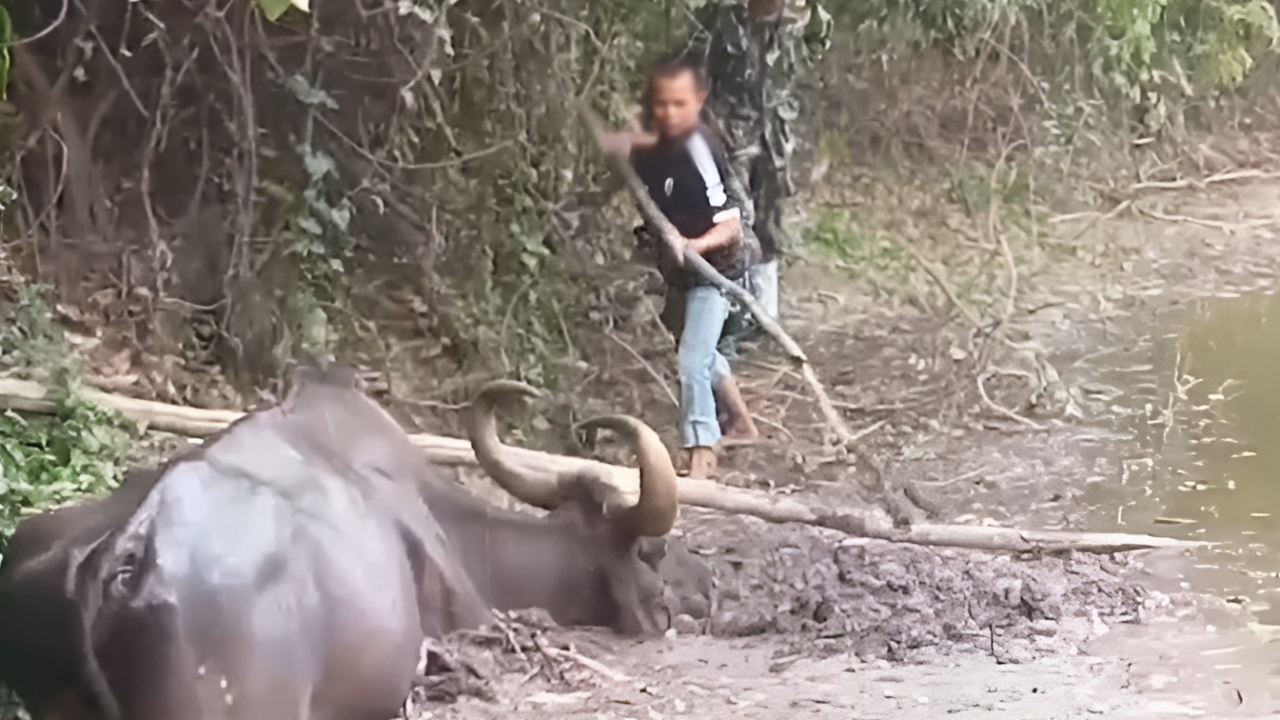 อัปเดตอาการ "ชบาแก้ว" กระทิงตาบอด หลังติดหล่มในคลองนานหลายชั่วโมง