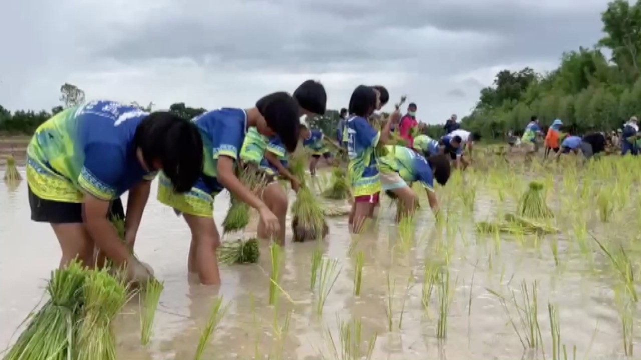 ชาวบ้านคูขาดร่วมกันดำนา เรียนรู้การทำเกษตรอินทรีย์ และสร้างความสามัคคี