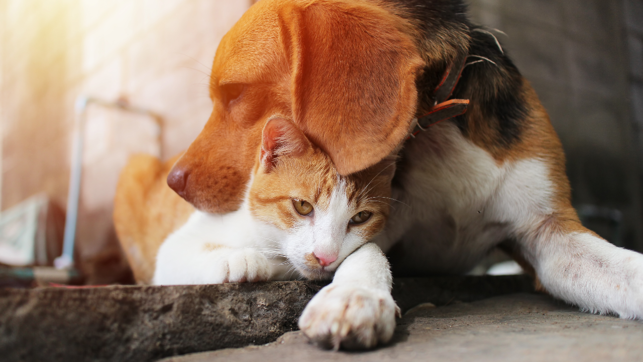 เตือนเลี้ยง "หมา-แมว" แล้วต้องดูแล ห้ามทิ้ง ฝ่าฝืน "ผิดกฎหมาย" ปรับจริง