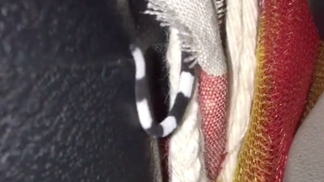 โซเชียลแห่คอมเมนต์ คลิปหางสัตว์ปริศนาในเบาะรถ แท้จริงคือตัวอะไร