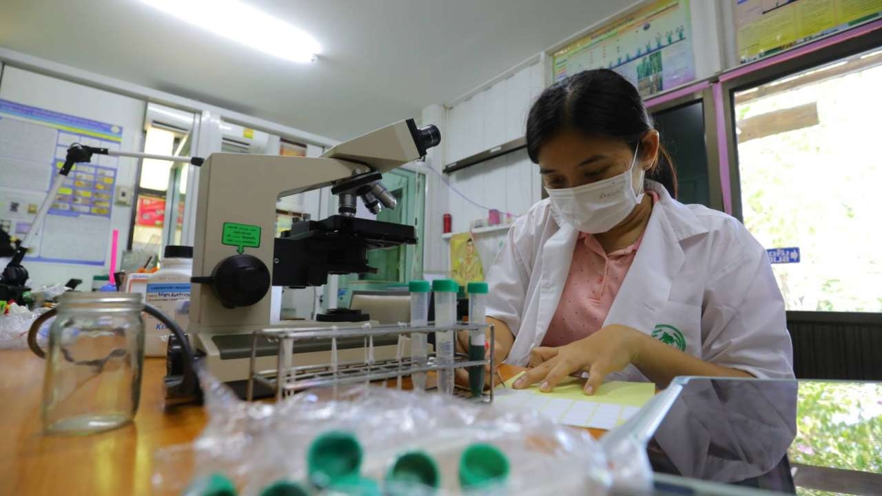 กรมข้าว แนะ 8 ขั้นตอน ลดต้นทุนปลูกข้าว เพิ่มคุณภาพผลผลิตสู้จีน อินเดีย