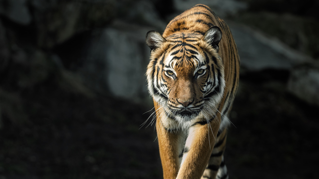 29 กรกฎาคม วันอนุรักษ์เสือโคร่งโลก ร่วมกันปกป้อง "นักล่า" แห่งพงไพร