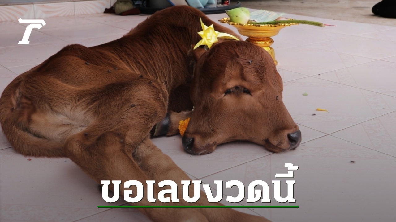 Lucky Numbers Calf with 2 Heads and 4 Eyes: Villagers Analyze and Gamble for Government Lottery Tickets