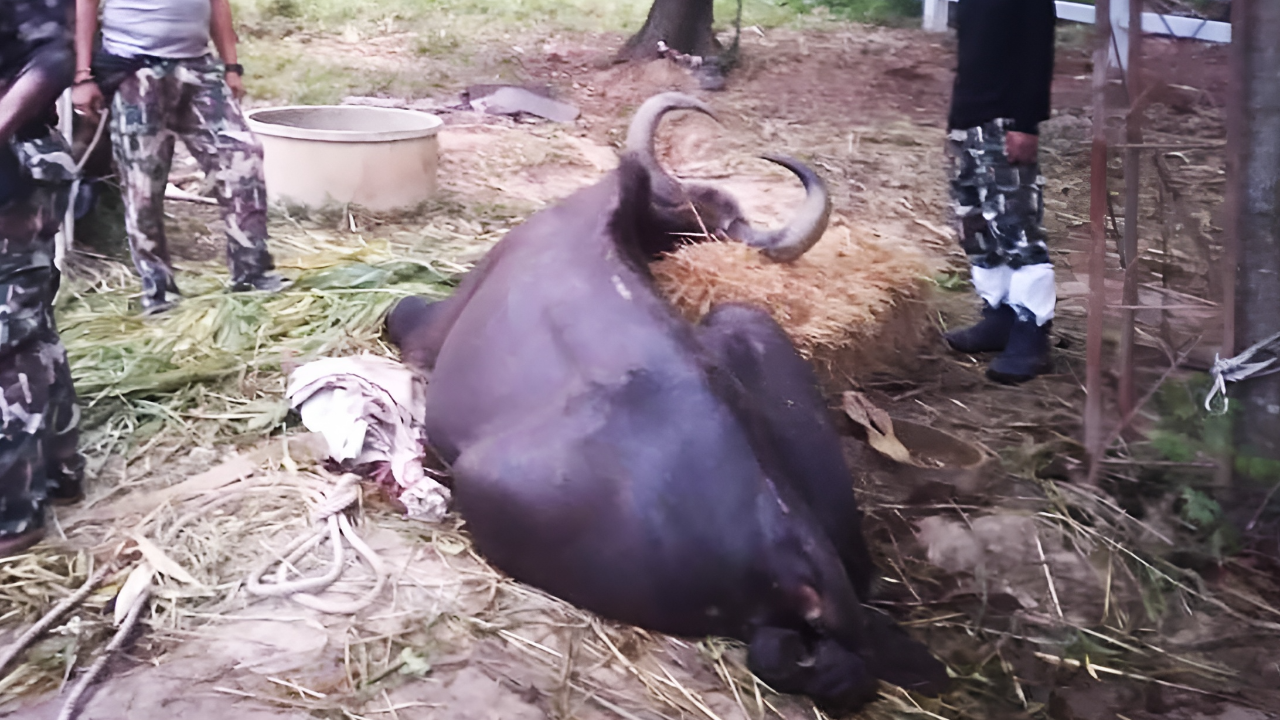 เศร้า "ชบาแก้ว" กระทิงป่าตาบอด สิ้นใจตายแล้ว หลังรอดจากติดหล่ม